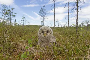 Ural: Ural Owl young