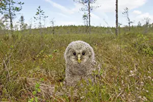 Ural: Ural Owl young
