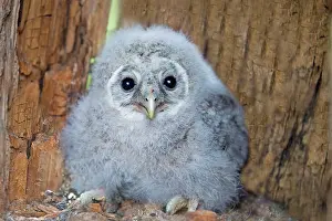 Ural: Ural Owl young in the nest