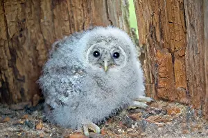 Ural: Ural Owl young in the nest