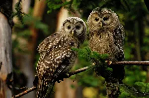 Uralensis: Ural Owl - young ones
