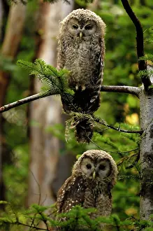 Uralensis: Ural Owl - young ones