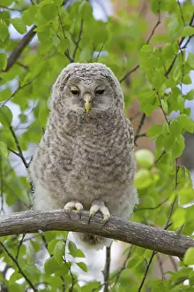 Ural: Ural Owl young perched on branch