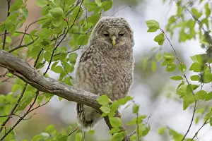 Ural: Ural Owl young perched on branch