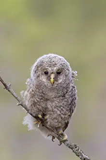 Ural: Ural Owl young perched on branch