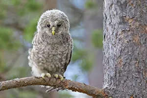 Ural: Ural Owl young perched on branch