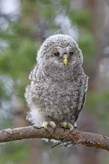 Ural: Ural Owl young perched on branch