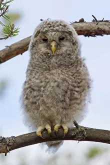Ural: Ural Owl young perched on branch