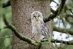 Leaving: Ural Owl young perched on branch just after leaving nest