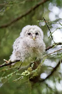 Leaving: Ural Owl young perched on branch just after leaving nest
