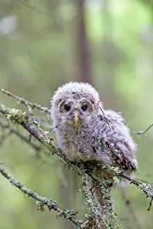Leaving: Ural Owl young perched on branch just after leaving nest
