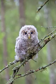 Leaving: Ural Owl young perched on branch just after leaving nest