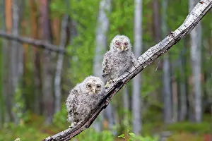 Leaving: Ural Owl young perched on branch just after leaving nest