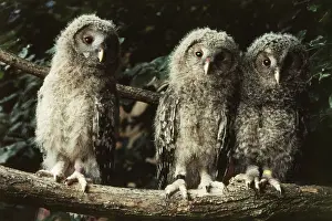 Ural: Ural Owlets
