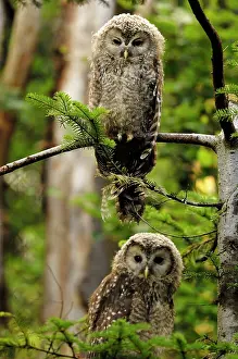 Uralensis: Ural owls - two young