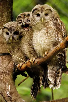 Uralensis: Ural owls - three young on branch