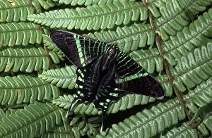 Rican: Urania Moth