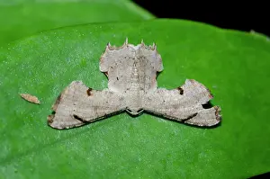 Hexapoda: Urania Moth