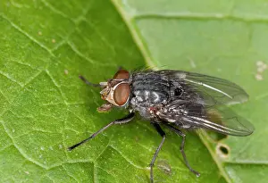 Blow: Urban Bluebottle Blowfly - in autumn on leaf - one