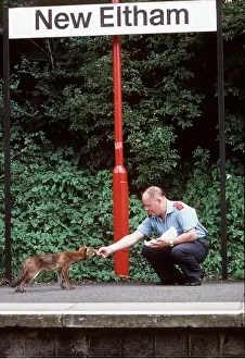 Tracks: URBAN FOX - At railway station, being hand fed by man