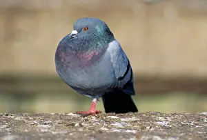 Deformity: Urban Pigeon - with only one leg