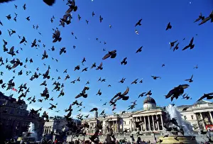 Trafalgar: Urban Pigeons - flock in Trafalgar Square
