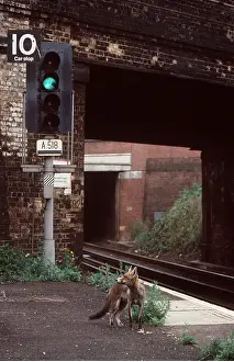 Tracks: URBAN Red FOX - on railway platform