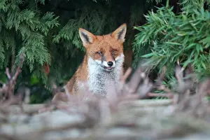 Essex: Urban Red Fox (Vulpes vulpes )sitting under cover of a tree