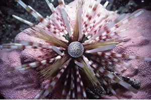 Urchins: URCHIN