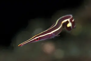 Straits: Urchin Clingfish