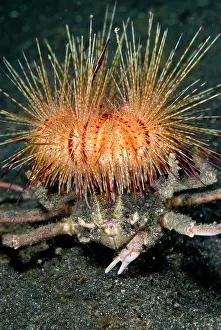 Fire: Urchin Crab carrying False Fire Urchin
