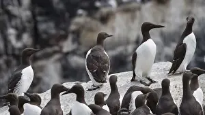 Murre: Uria aalge, united kingdom