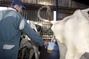 Study: Urine sample for analysis of a Cow France