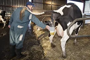 Study: Urine sample for analysis of a Cow France