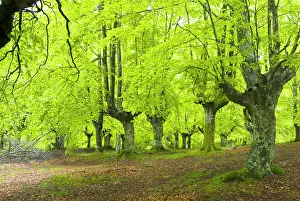 Leafy: Urkiola Natural Park. Beech forest. Biscay