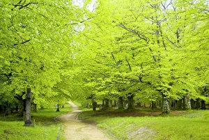 Leafy: Urkiola Natural Park. Beech forest. Biscay