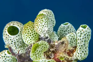 Filter: Urn ascidian (Atriolum robustum), Bangka Island