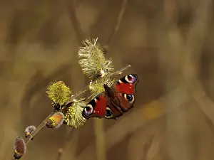 Sm280617: uropean Peacock butterfly