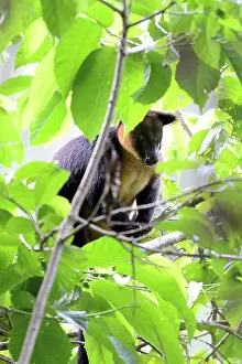 Ursinus: Ursine Tree-kangaroo