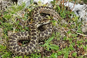 Giacomo Radi: Ursini's viper
