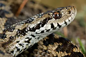 Giacomo Radi: Ursini's viper - male