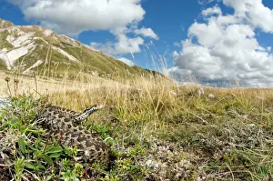 Apennines: Ursini's viper - male in apennines habitat