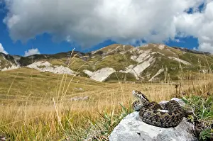Giacomo Radi: Ursini's viper - male in habitat