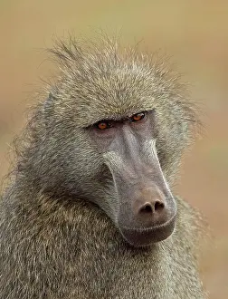 Ursinus: Ursinus (Hamadryas) ursinus, bear baboon, chacma