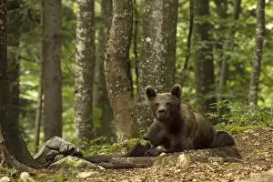 Balkans: Ursus arctos, slovenia
