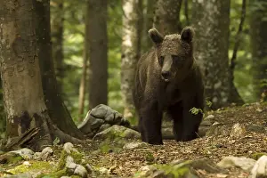 Balkans: Ursus arctos, slovenia