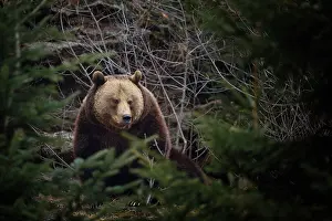 Vision: Ursus arctos Ursus