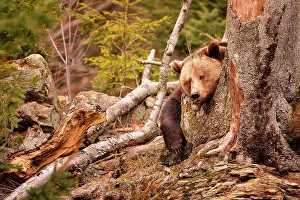 Vision: Ursus arctos Ursus