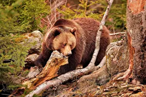 Vision: Ursus arctos Ursus