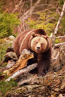 Vision: Ursus arctos Ursus